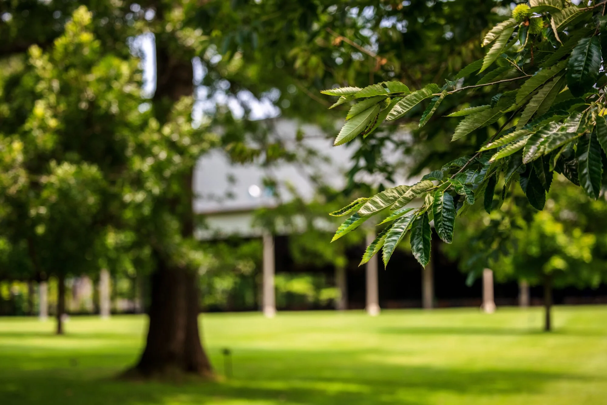 Tanglewood: Festival of Contemporary Music