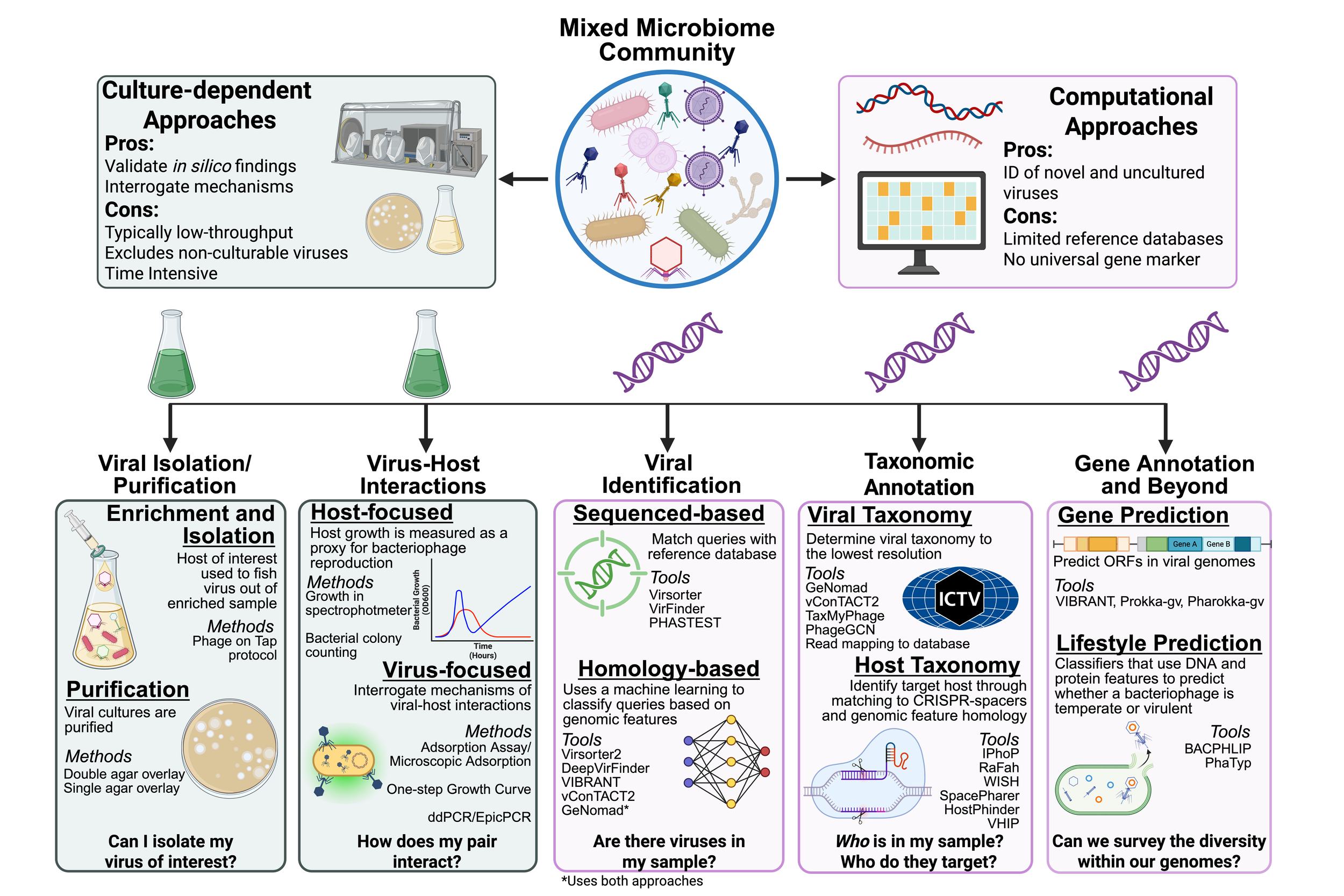 Tools and approaches to study the human gut virome: from the bench to bioinformatics (mSystems 2026)