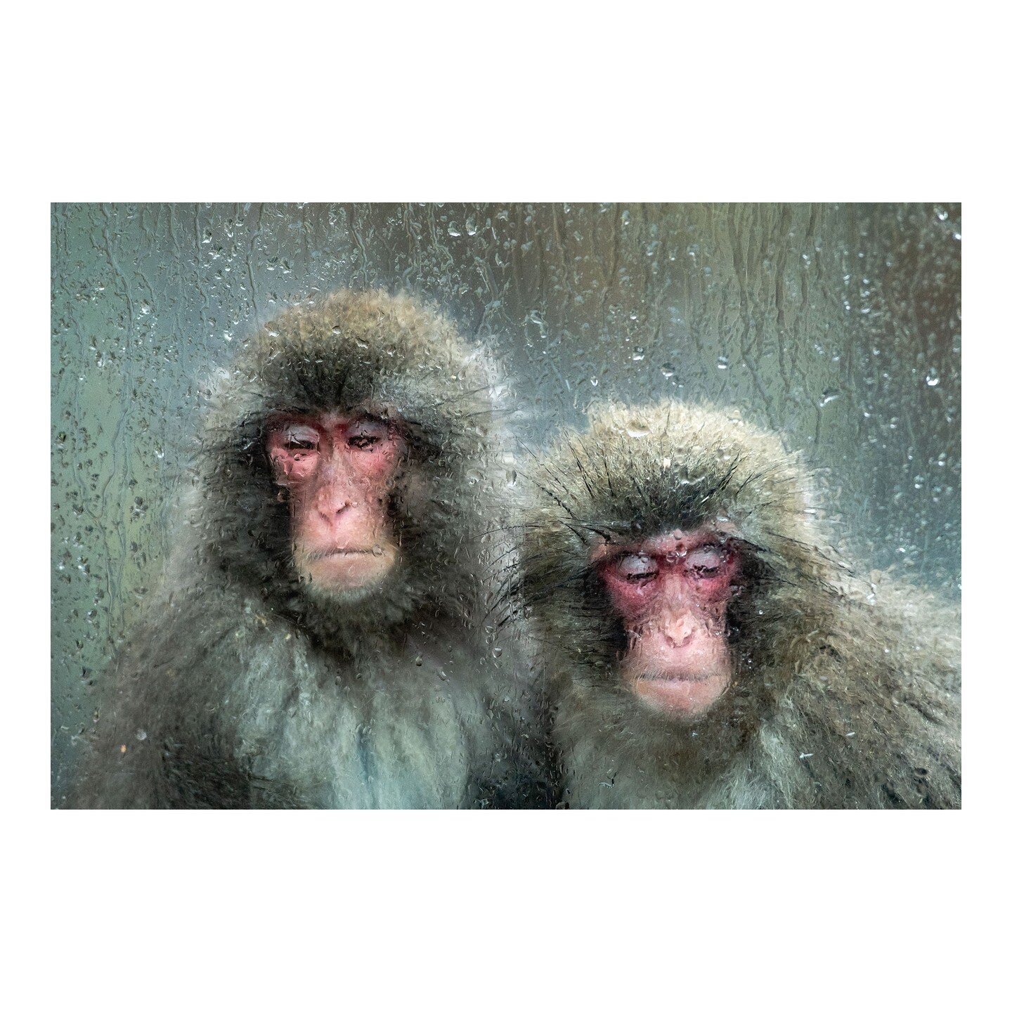 Highland Wildlife Park, Scotland - 31.01.24 - No prizes for guessing the story behind this portrait of Japanese Macaques aka snow monkeys. They are the clan members of this weeks escapee currently roaming the Highlands of Scotland. Well worth a googl