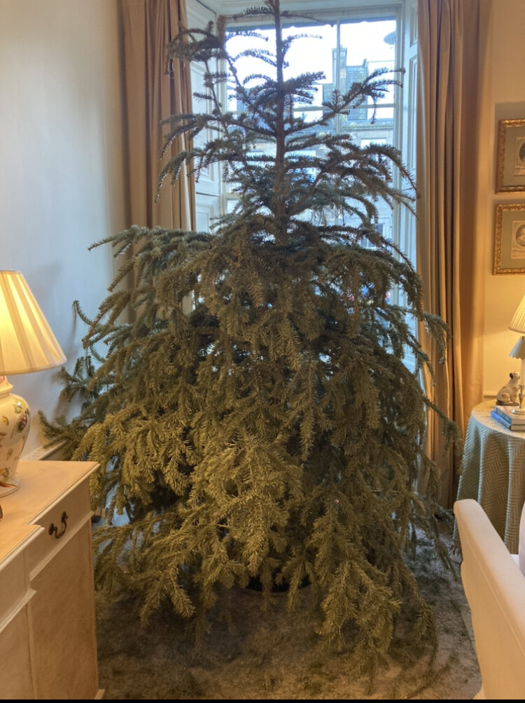 My Christmas Tree looking a little worse-for-wear