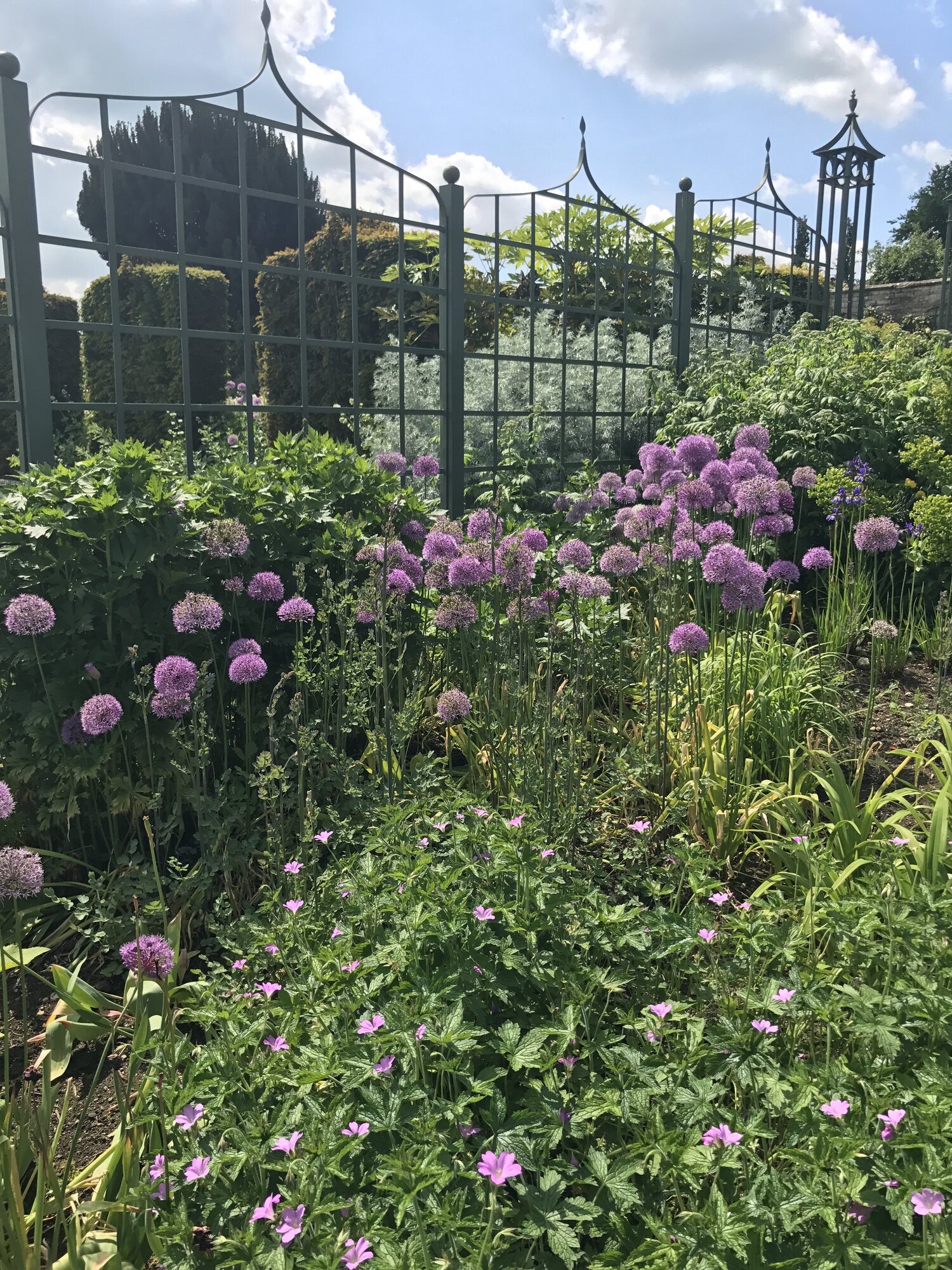 Beautiful borders filled with Alliums