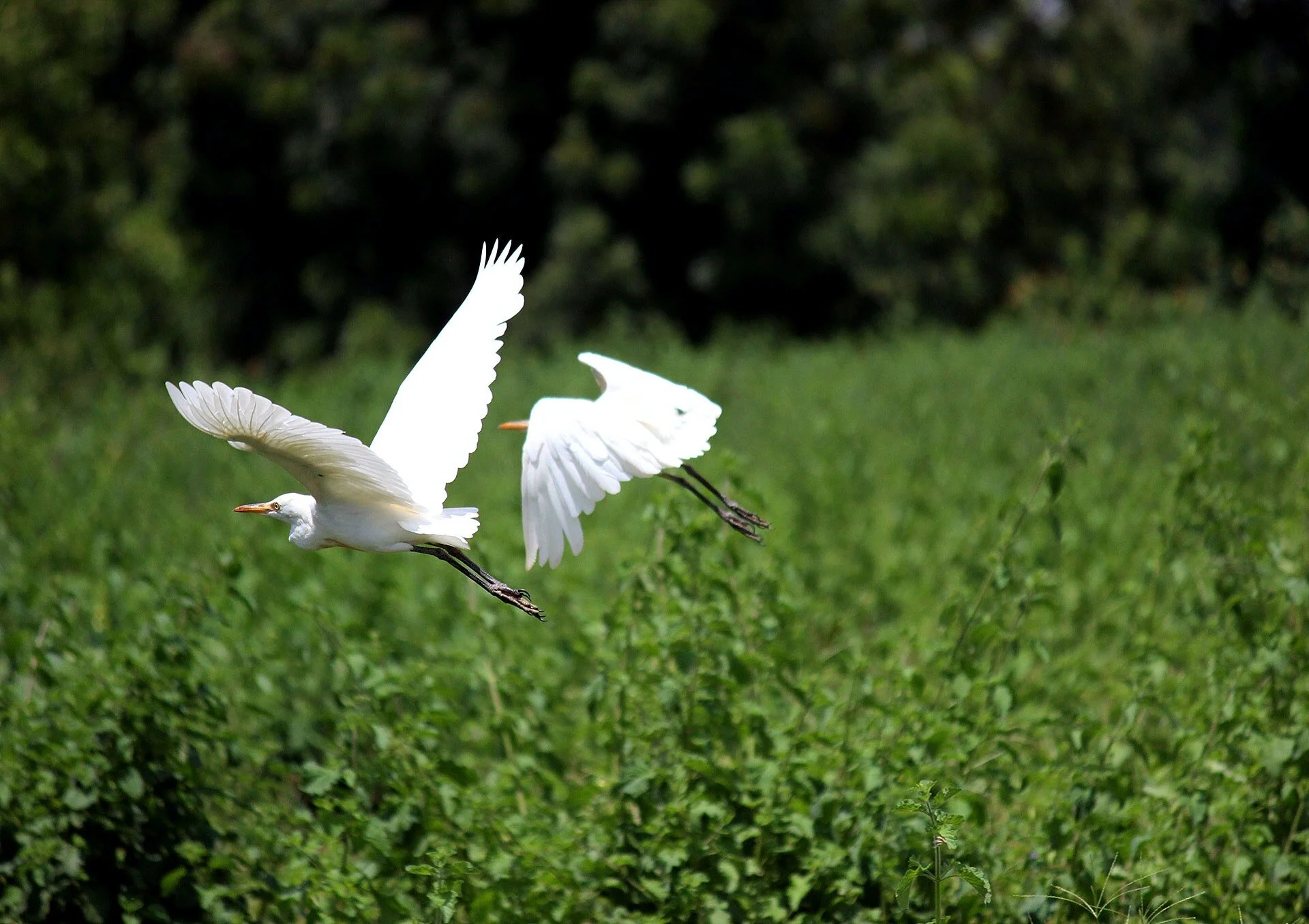 UNANIMOUS DECISIONS BY U.S. EPA, STATE OF FLORIDA APPROVE ENVIRONMENTALLY SUSTAINABLE OXITEC FRIENDLY™ MOSQUITOES FOR PILOT PROJECT