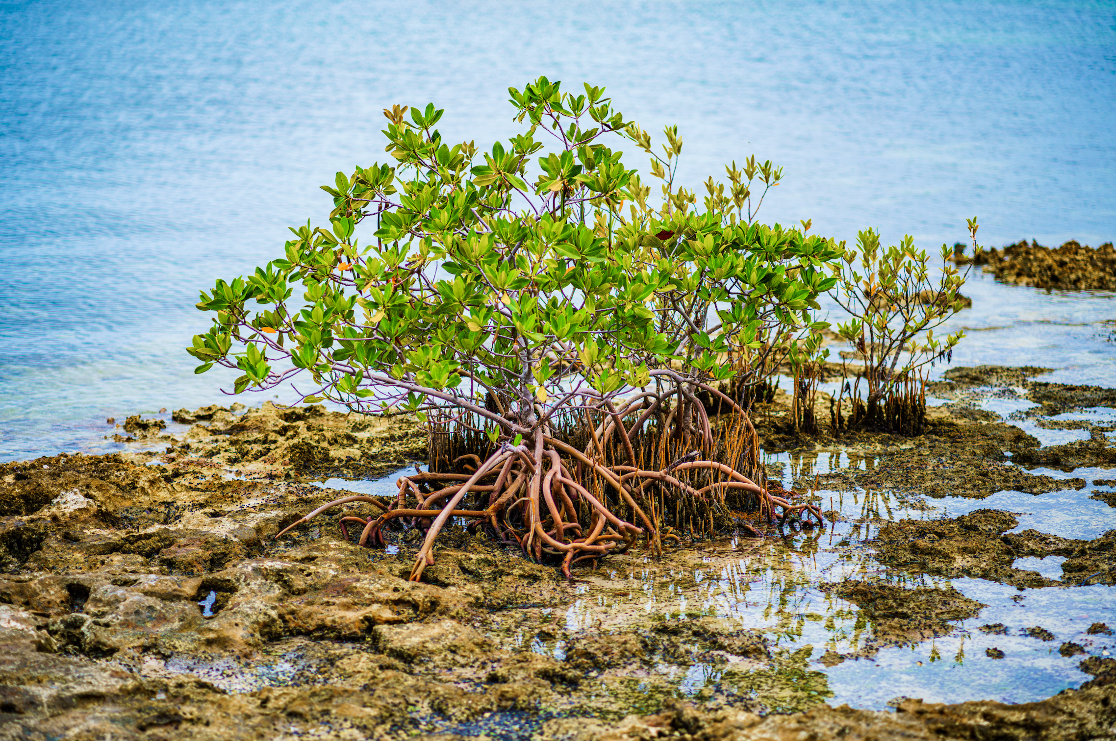 Screenshot 2026-04-20 at 10.54.46 AM.png