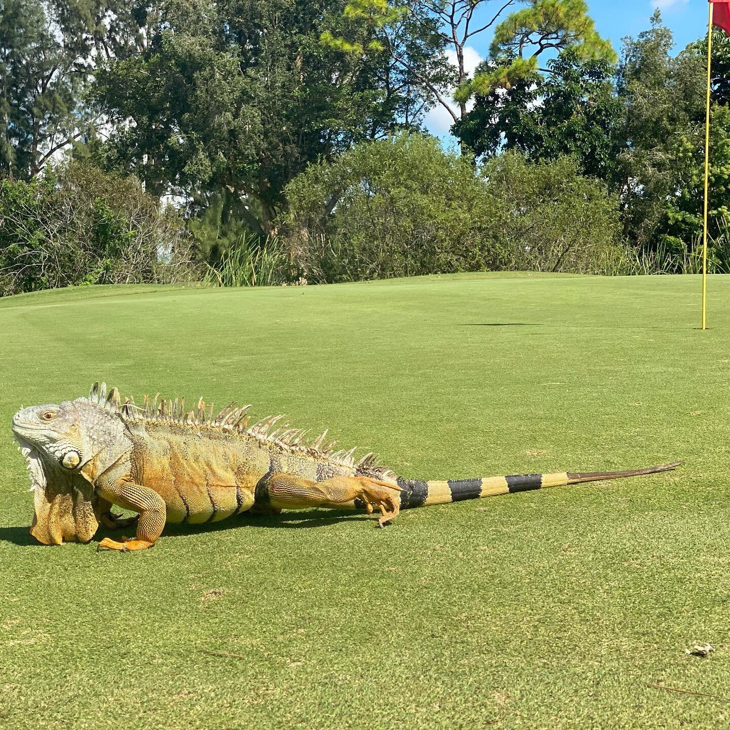 Monster on the green this morning on the  Links at Boynton Beach. #filmmyround #golf #golfswing #golfstagram  #golfaddict #golfers #pga #golftips #golfpro #golfshot #lovegolf #golfcoach #golftime #golfinstruction #golfpractice #golflessons #ilovegolf