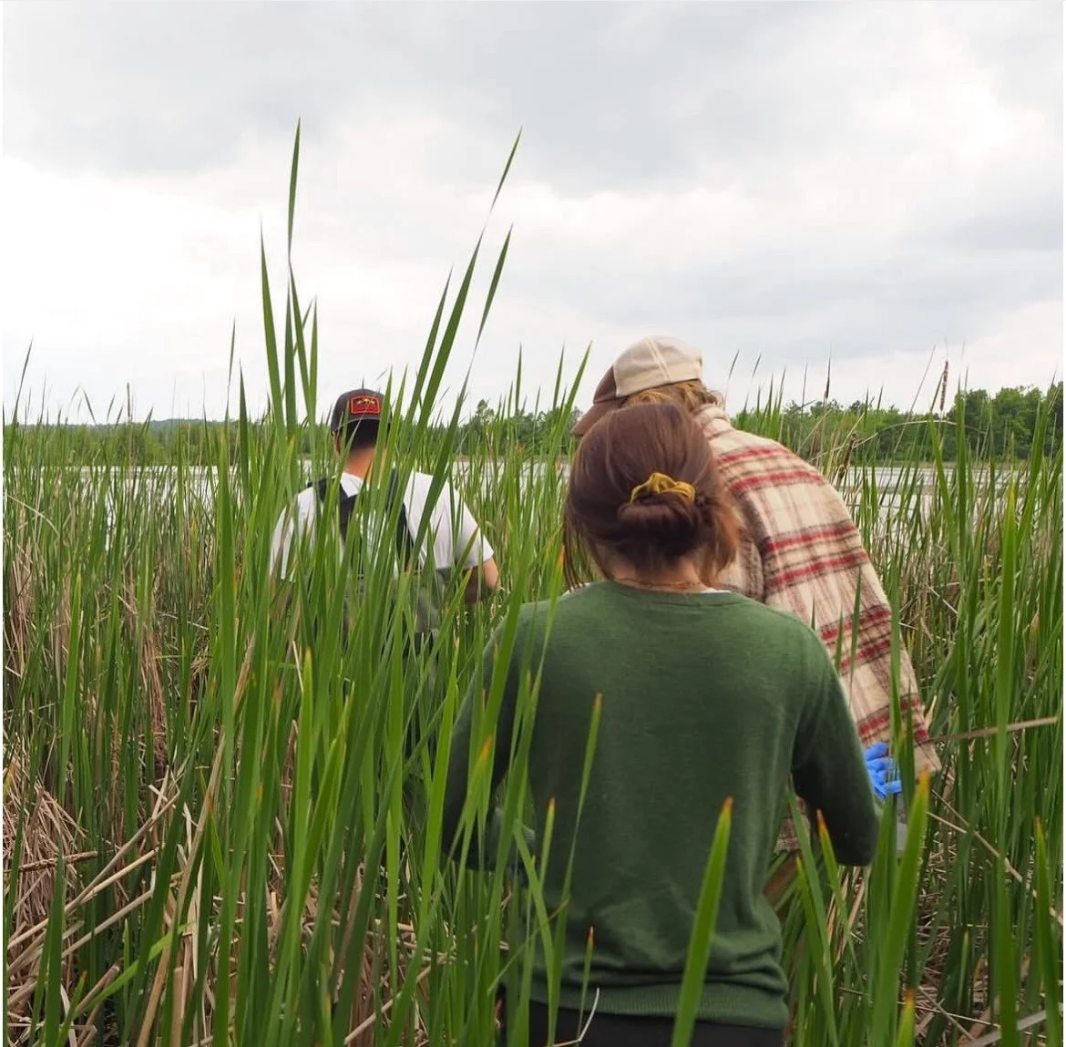 Three people exploring a marshy area with tall green grasses near a body of water under a cloudy sky.