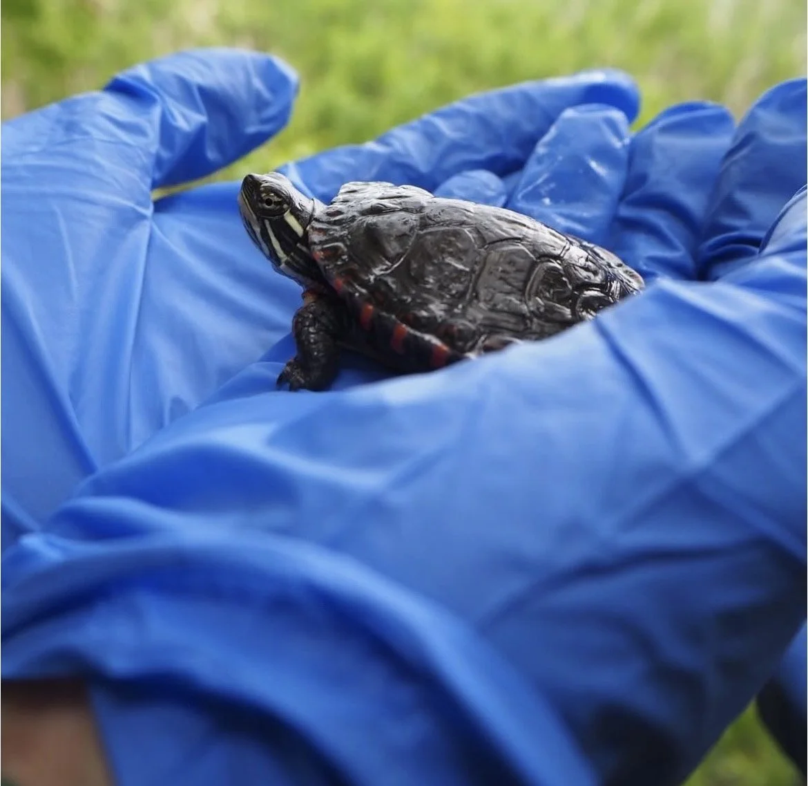 A person wearing blue gloves holding a small turtle with a dark shell and a yellow-striped head.