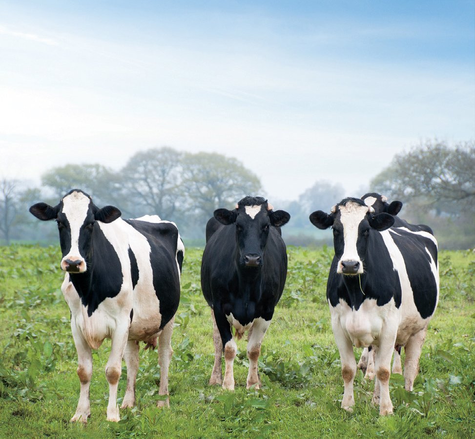 Meet the real cheese makers! 🐮🧀 Our cows provide the best milk for the cheese you love&mdash;because happy cows make great cheese!
