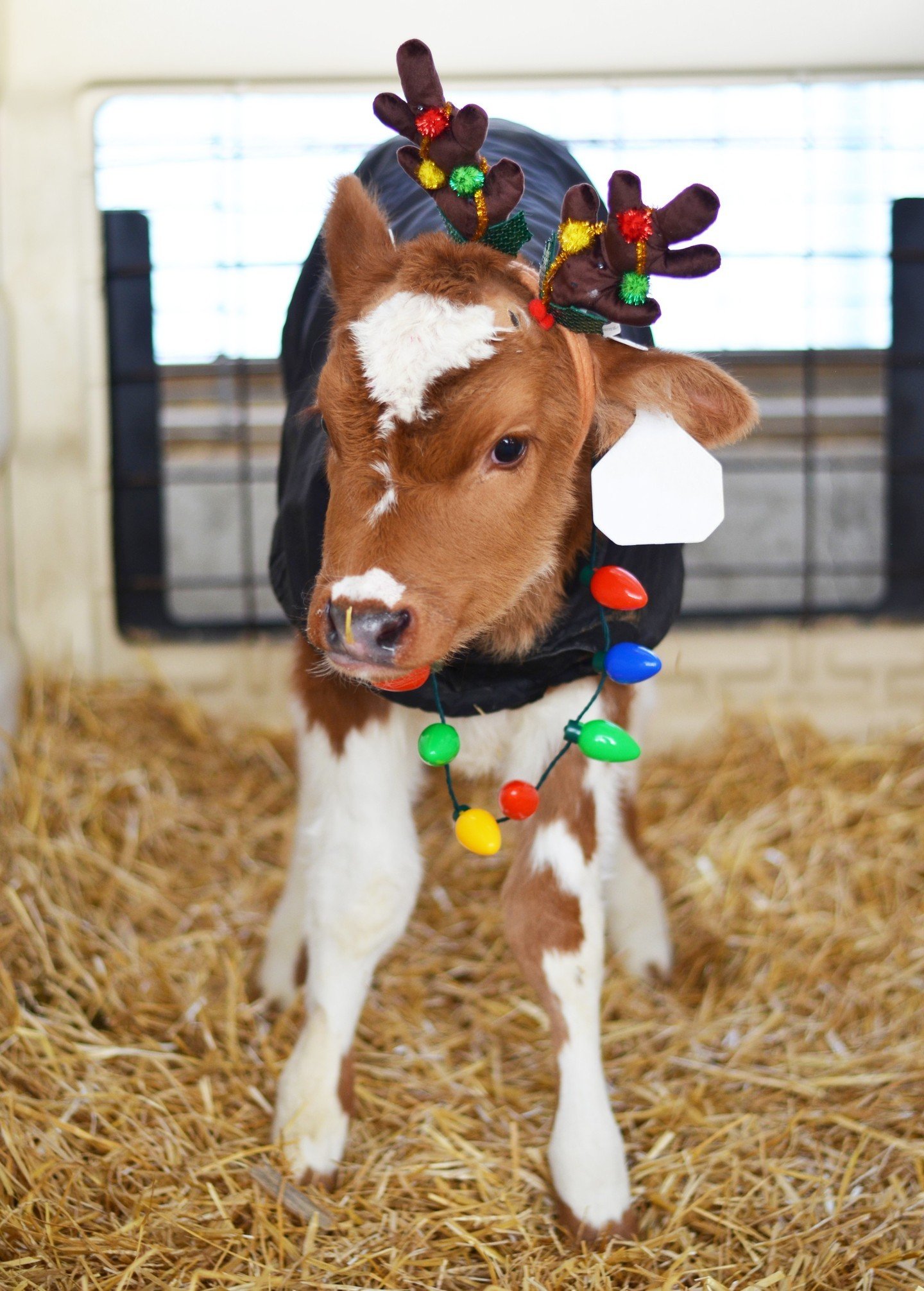 Happy Holidays from Cassie the Cow, and all of us at New Bridge! 🎄🐄