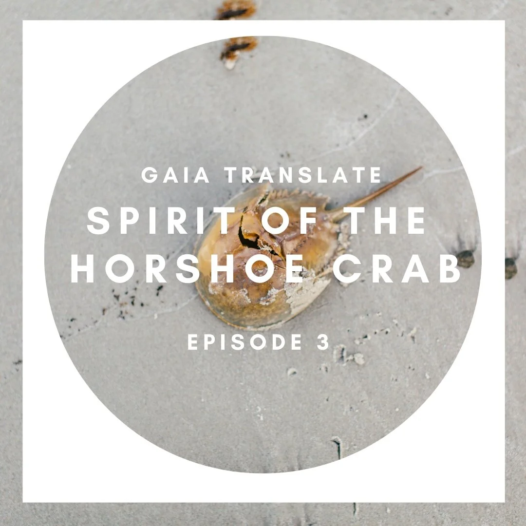 #3: The Great Spirit of the Horseshoe Crab