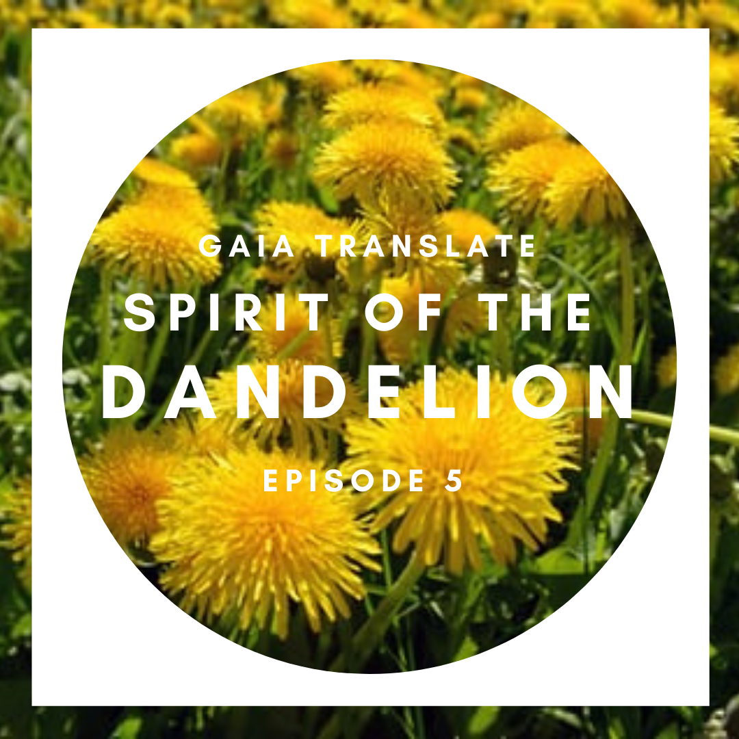 #5: The Great Spirit of the Dandelion