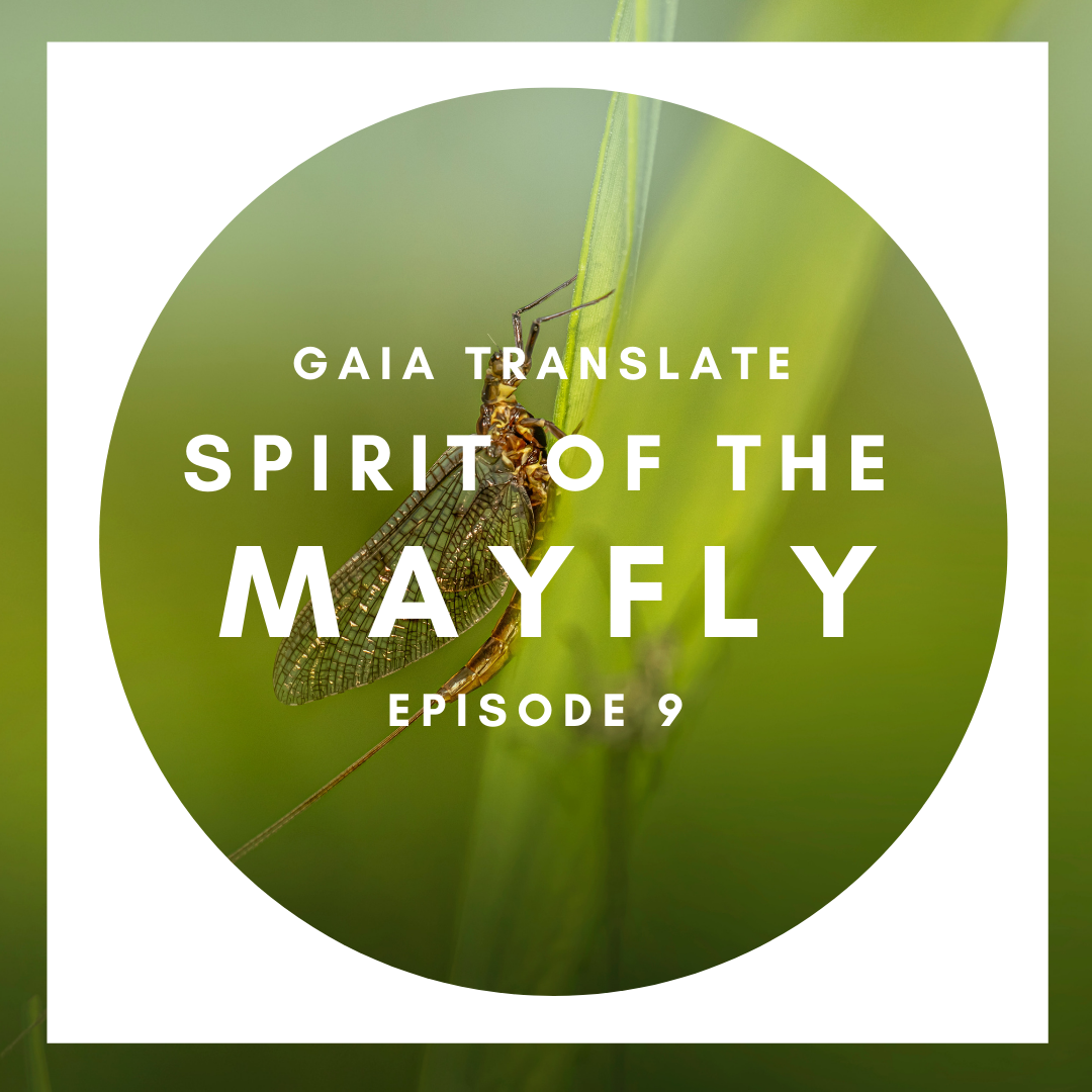 #9: Great Spirit of the Mayfly