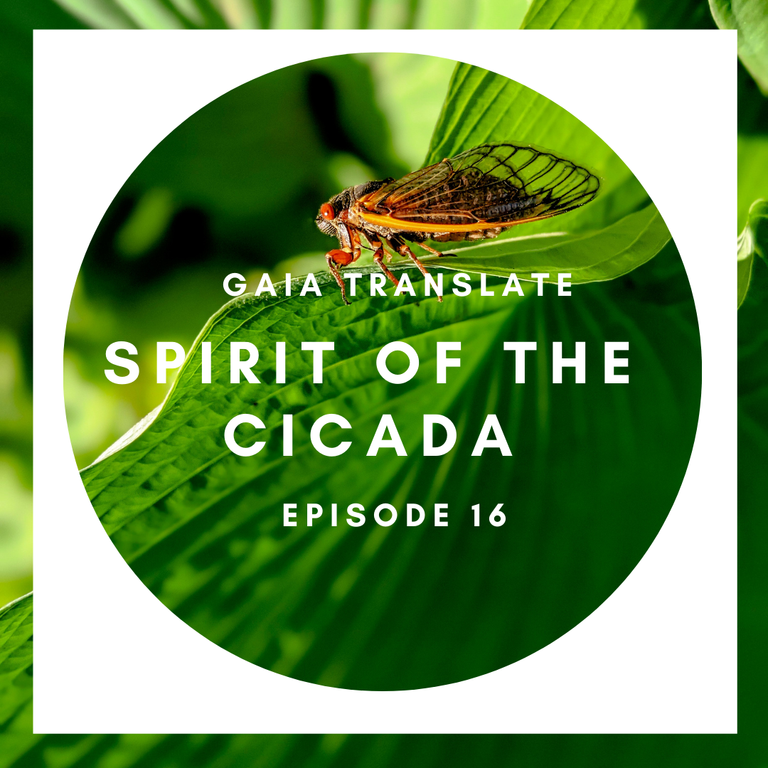 #16: The Great Spirit of the Cicada