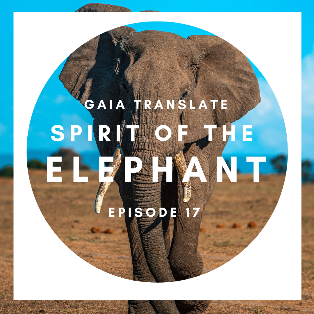 #17: The Great Spirit of the Elephant