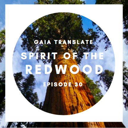 #30: The Great Spirit of the Redwood