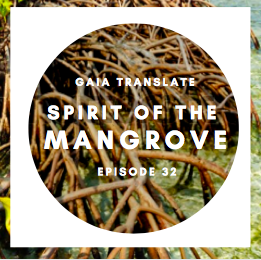 #32: The Great Spirit of the Mangrove