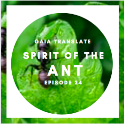 #24: The Great Spirit of the Ant