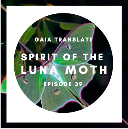 #39: The Great Spirit of the Luna Moth