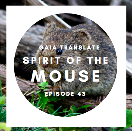 #43: The Great Spirit of the Mouse