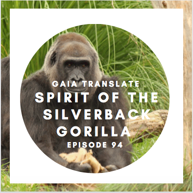 #94 The Great Spirit of the Silverback Gorilla