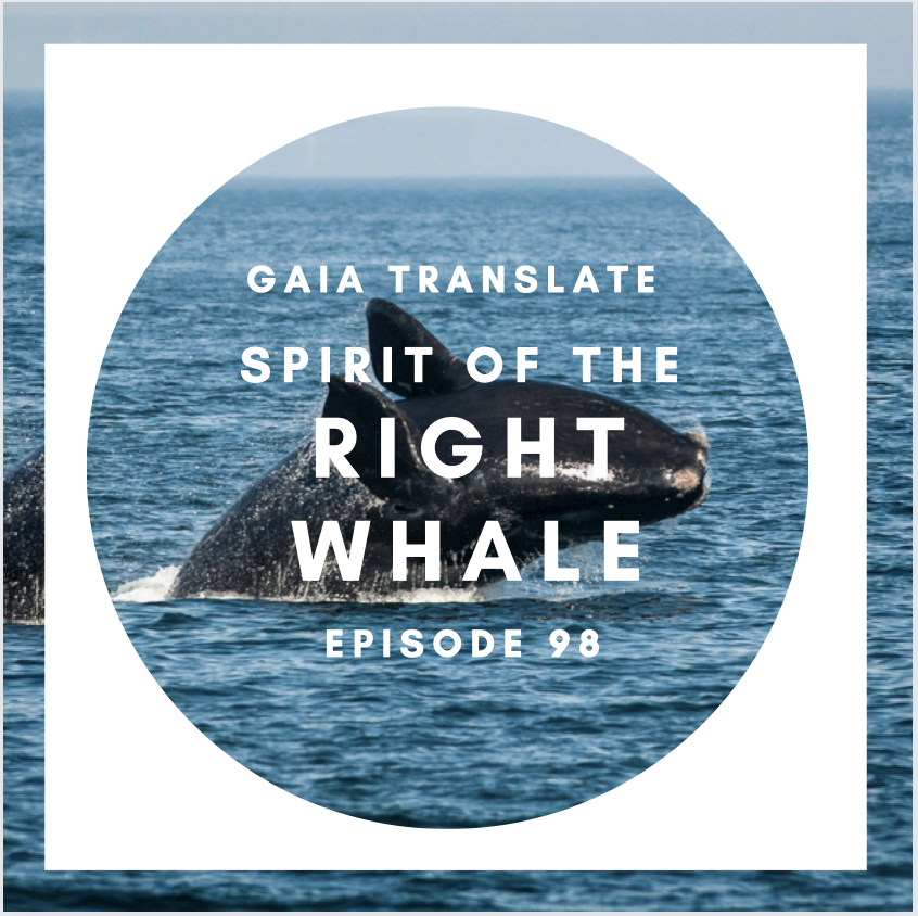 #98 The Great Spirit of the Right Whale 