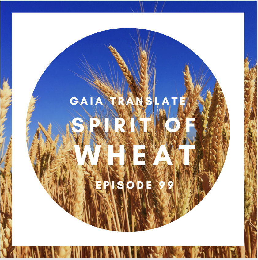 #99 The Great Spirit of  Wheat