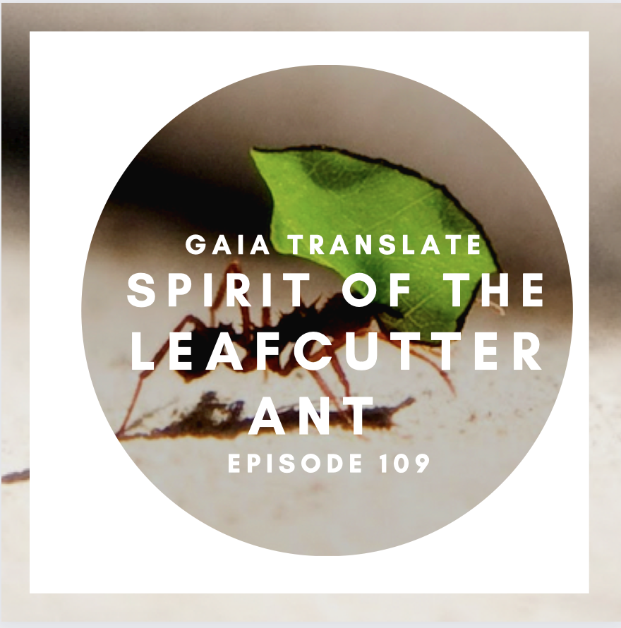 #109 The Great Spirit of the Leafcutter Ant