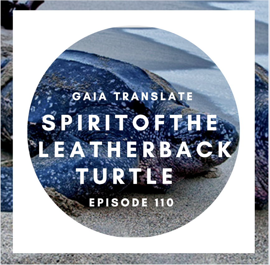 #110 The Great Spirit of the Leatherback Turtle