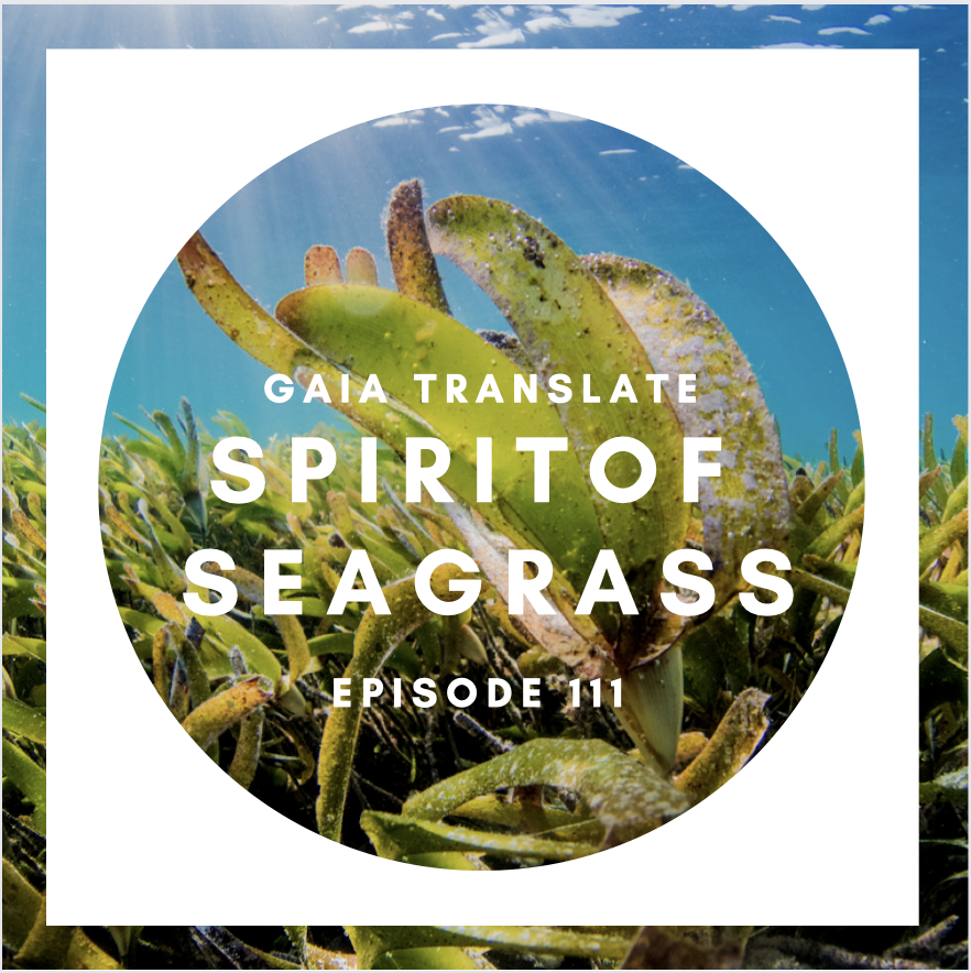 #111 The Great Spirit of  Seagrass 
