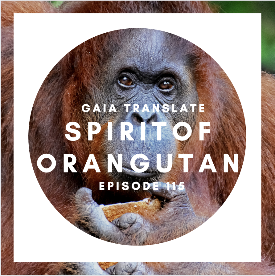 #115 The Great Spirit of the Orangutan 