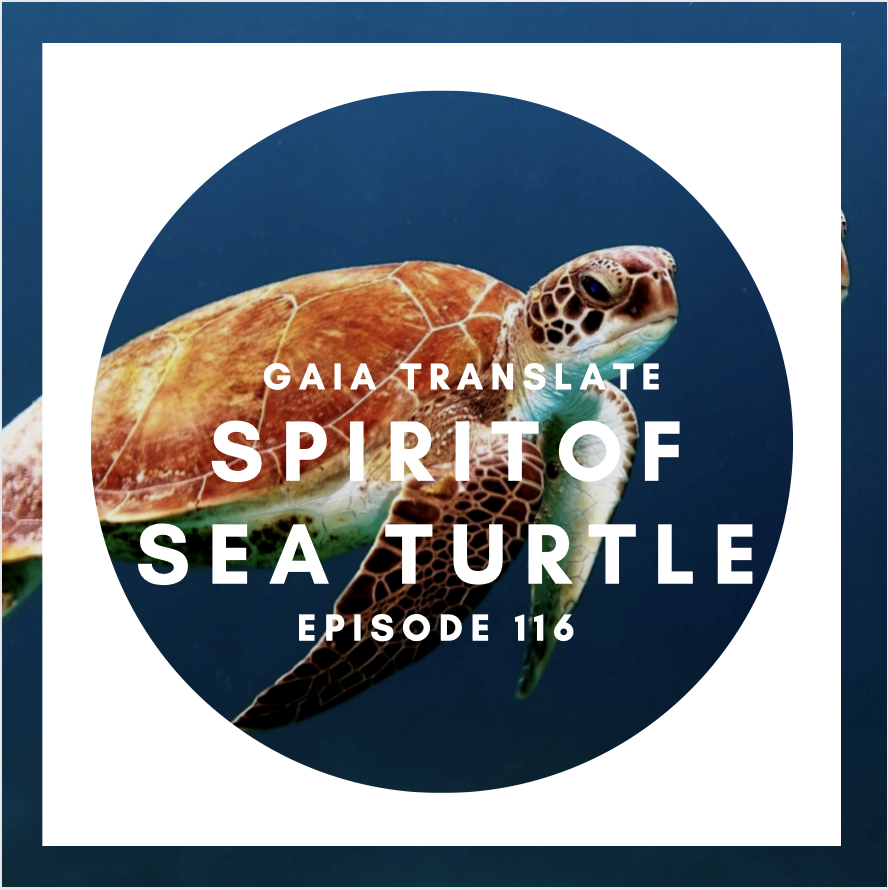 #116 The Great Spirit of the Sea Turtle 