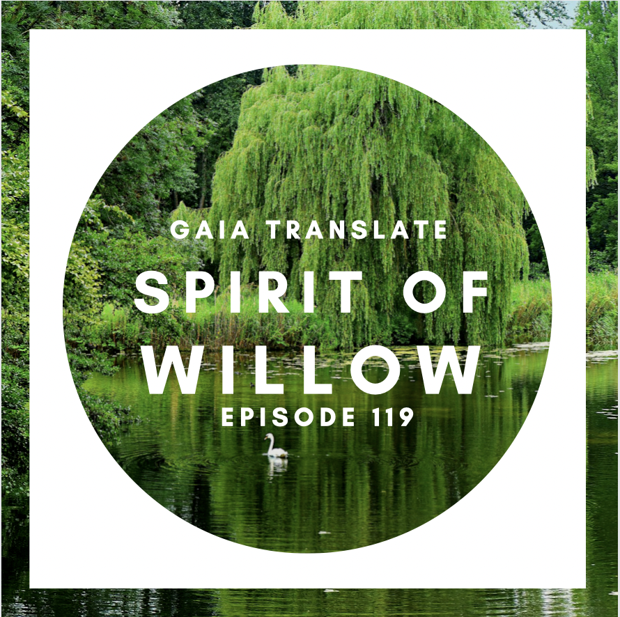 #119 The Great Spirit of the Willow
