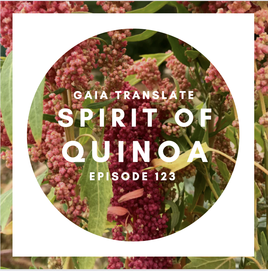 #123 The Great Spirit of Quinoa 