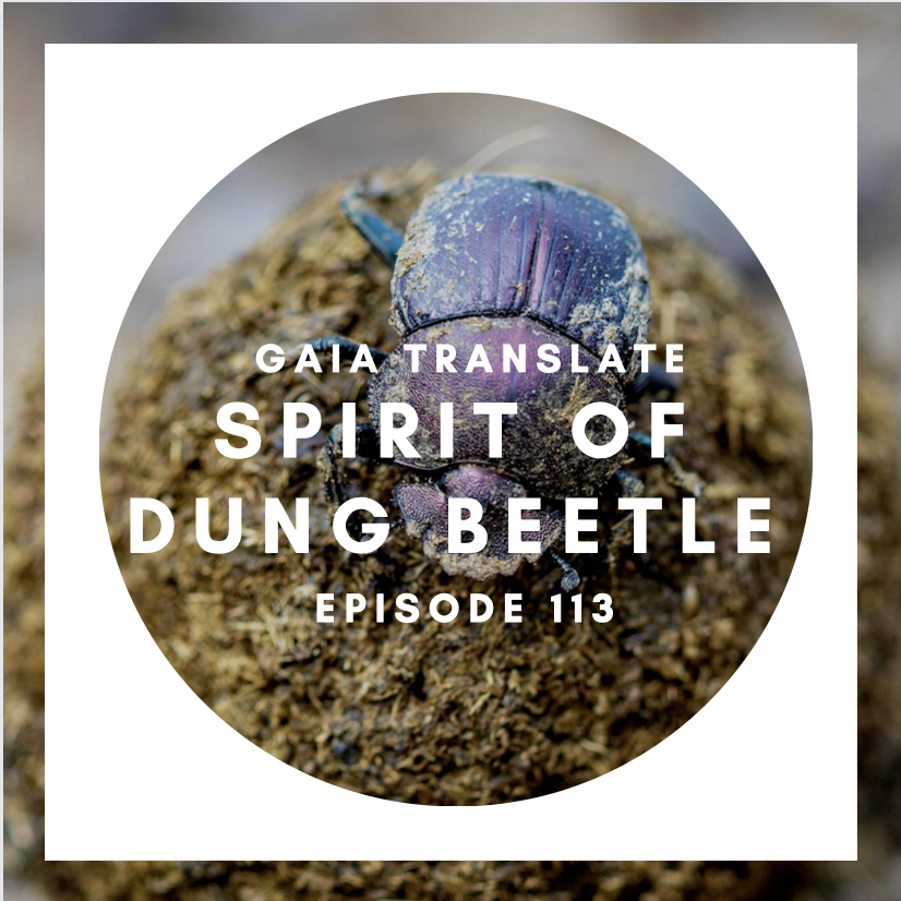 #113 The Great Spirit of the Dung Beetle 