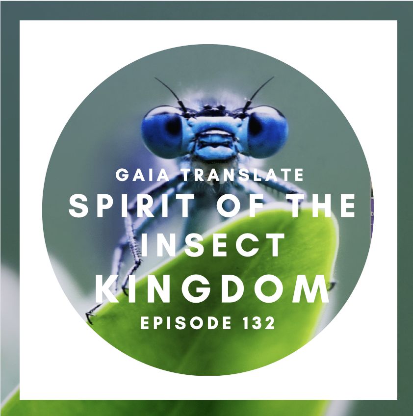 #132 The Great Spirit of the Insect Kingdom
