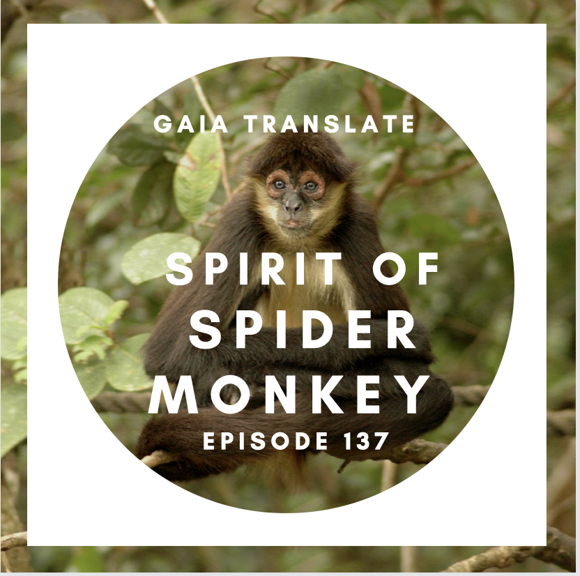 #137 The Great Spirit of the Spider Monkey