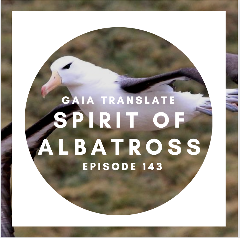 #143 The Great Spirit of the Albatross