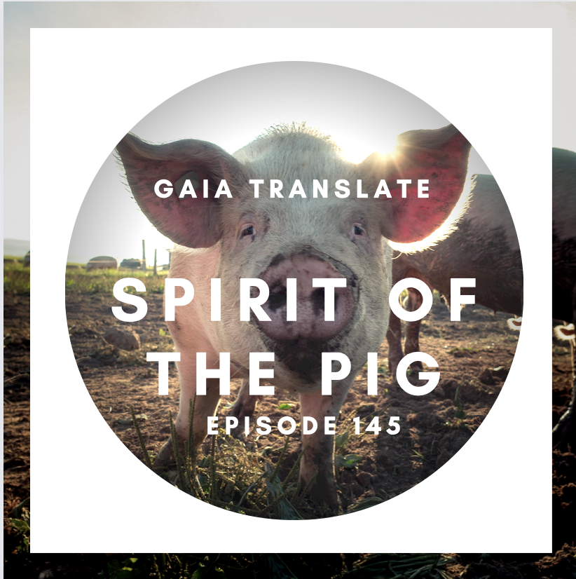 #145 The Great Spirit of the Pig/Swine