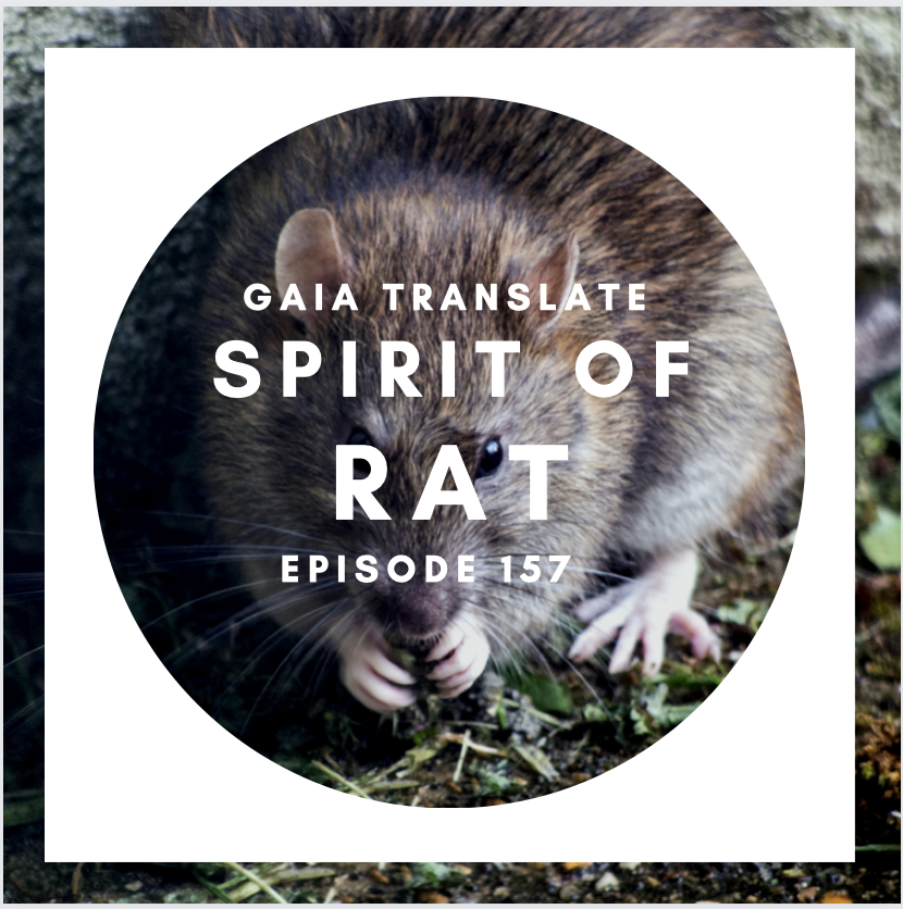 #157 The Great Spirit of the Rat