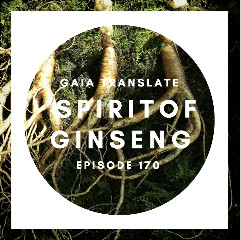 #170 The Great Spirit of Grandmother Ginseng 