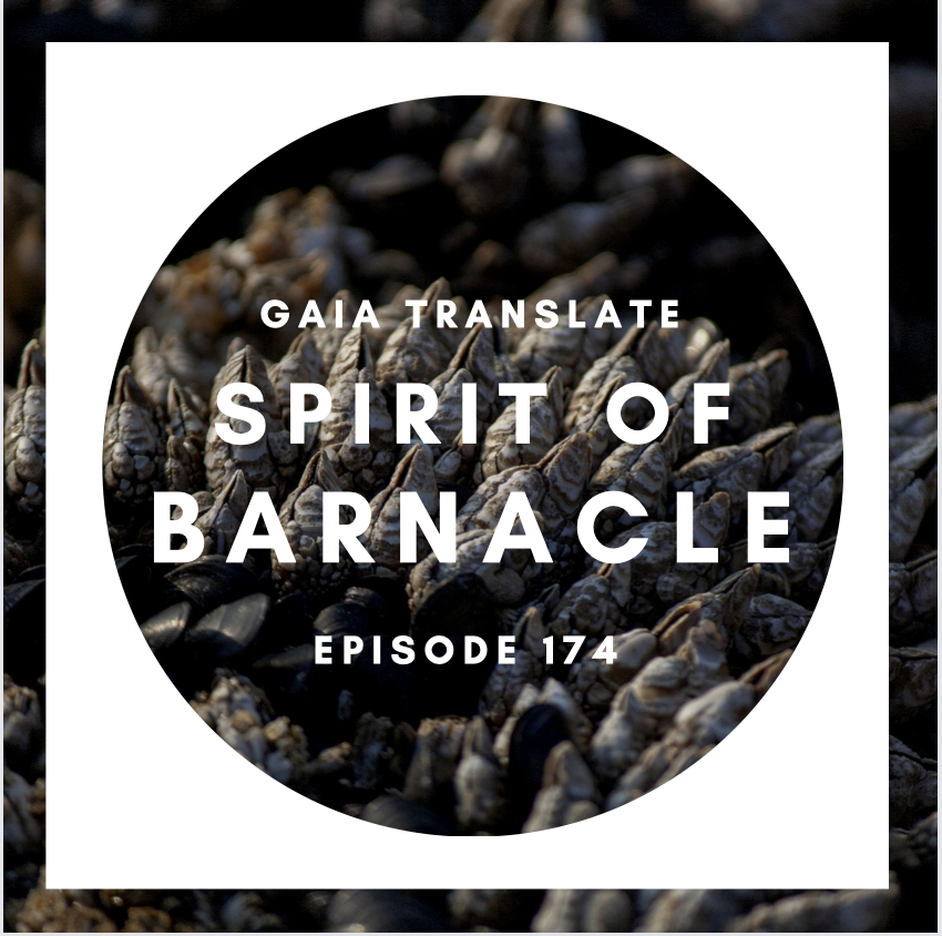#174 The Great Spirit of the Barnacle 