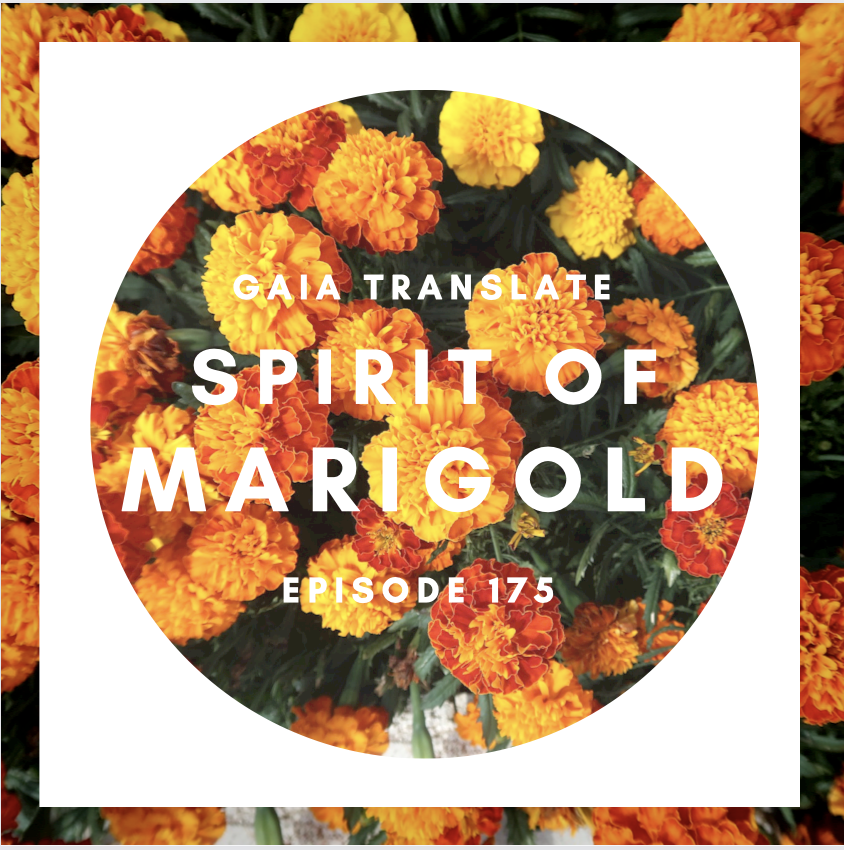 #175 The Great Spirit of the Marigold