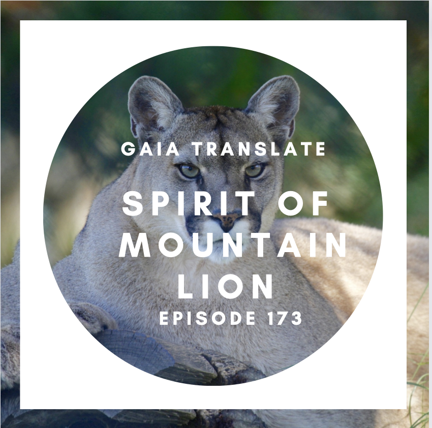 #173 The Great Spirit of the Mountain Lion