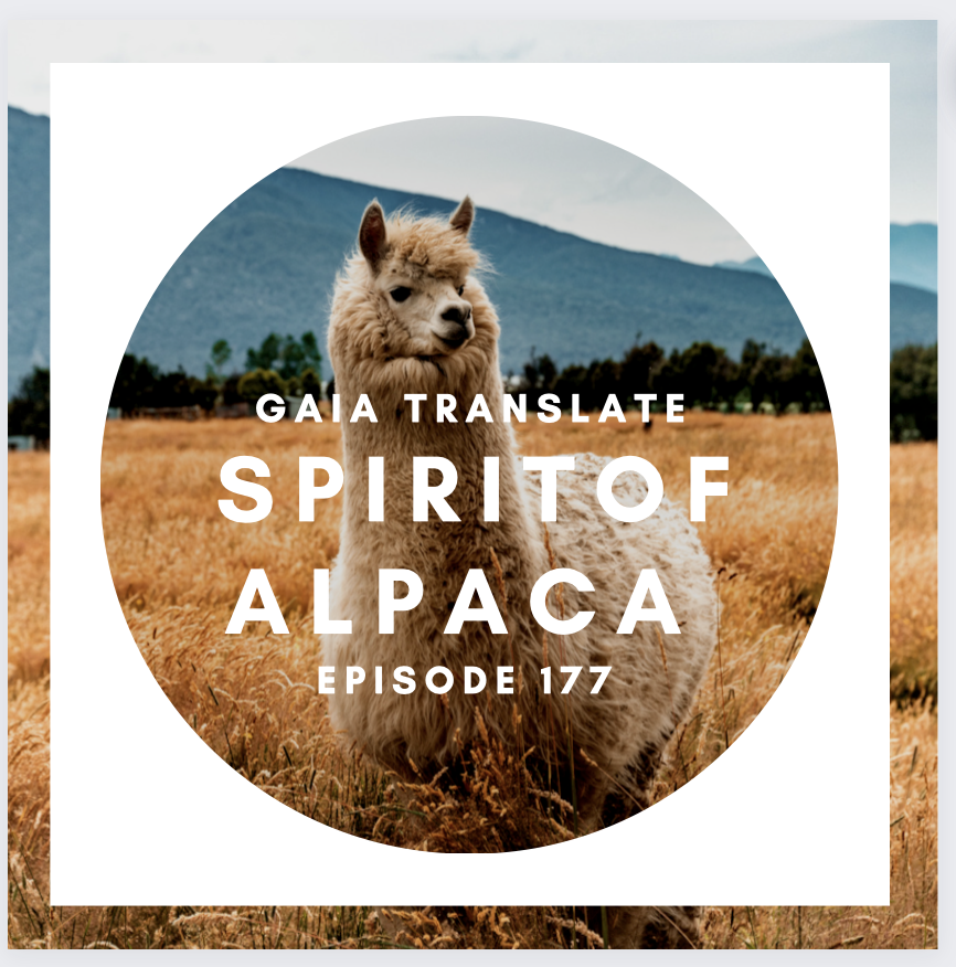 #177 The Great Spirit of the Alpaca 