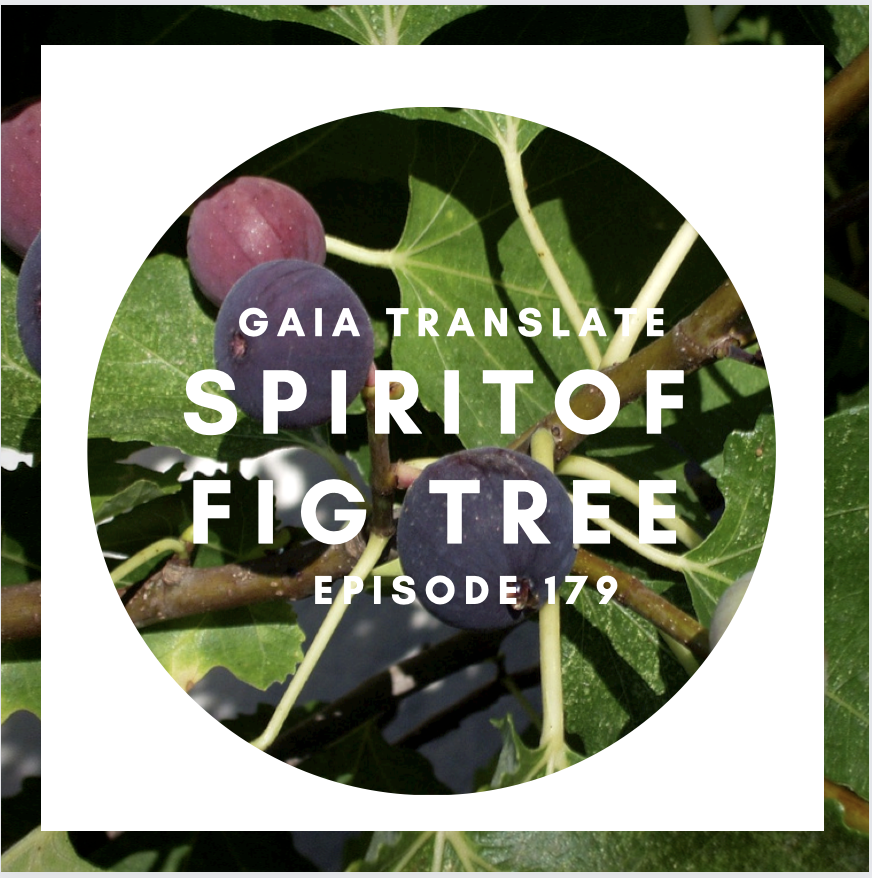 #179 The Great Spirit of the Fig Tree