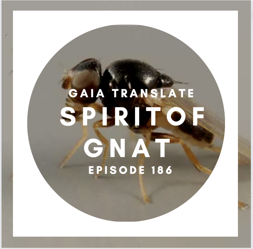 #186 The Great Spirit of the  Gnat