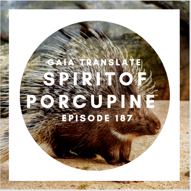 #187 The Great Spirit of the Porcupine 