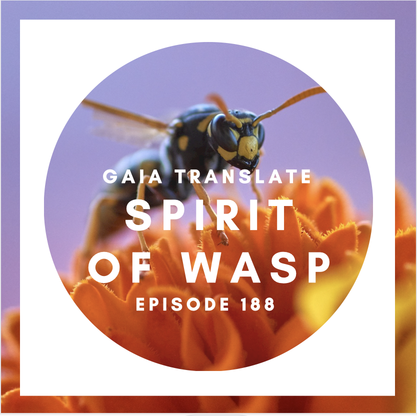 #188 The Great Spirit of the Wasp 