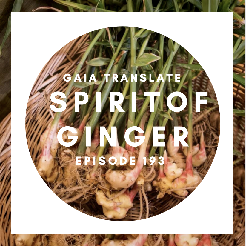 #193 The Great Spirit of  Ginger