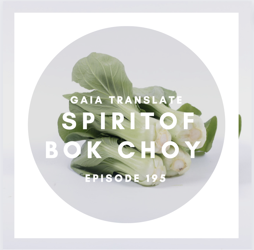 #195 The Great Spirit of  Bok Choy