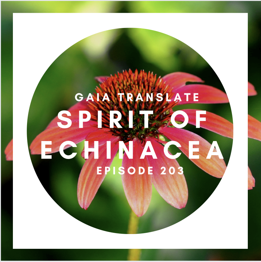 #203 The Great Spirit of  Echinacea